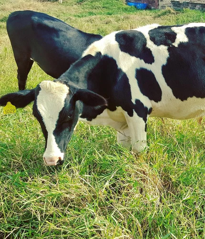 A Holstein cow grazing at Prakash Dairy Farm